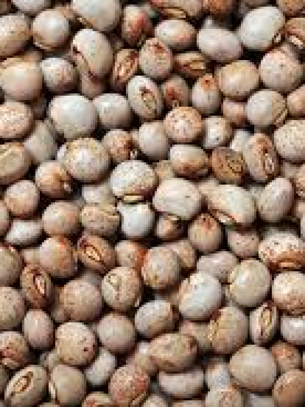 Pigeon Peas