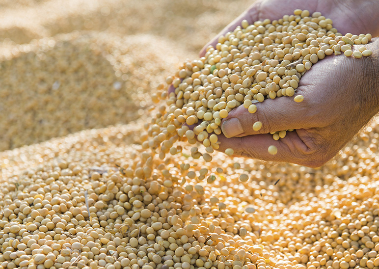 soybean preparation