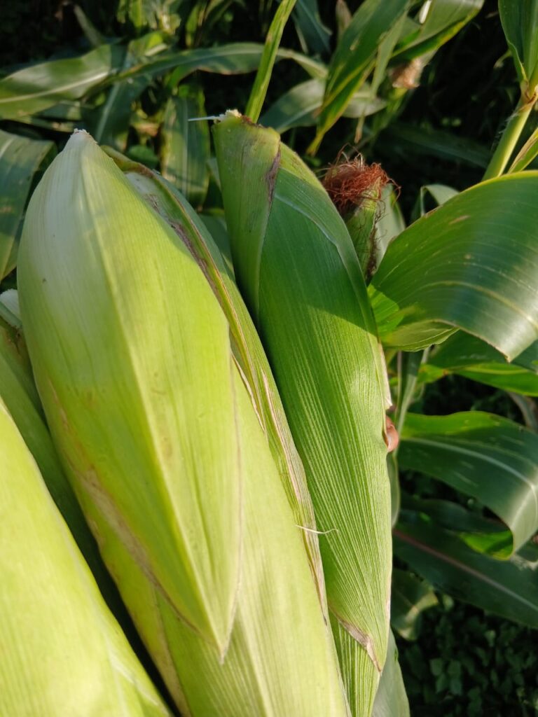Agricultural and Commercial Show 2026 whatsapp image 2026 06 19 at 02.16.38
