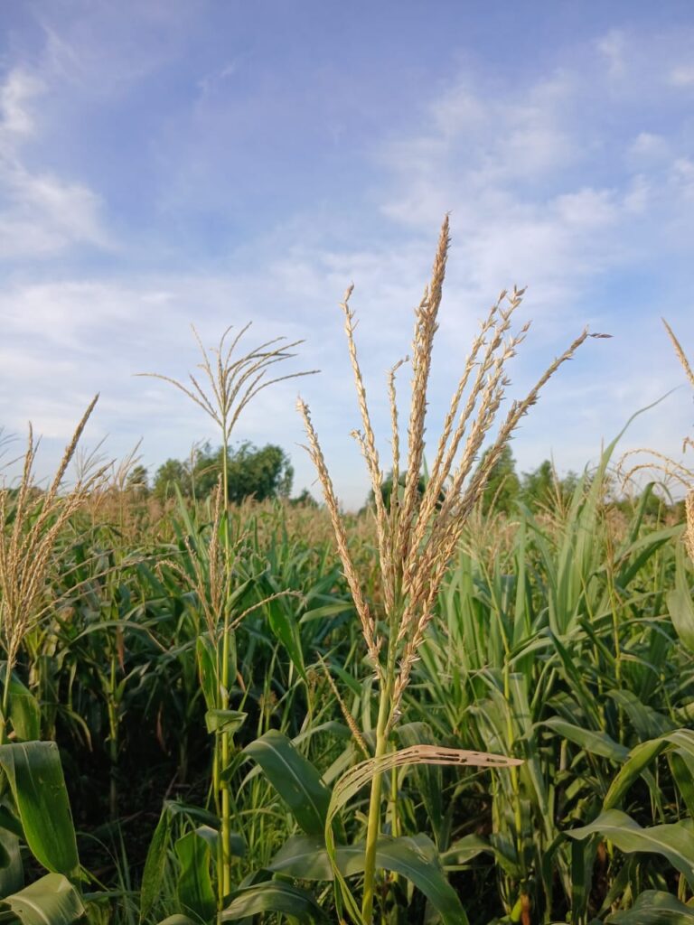 Agricultural and Commercial Show 2026 whatsapp image 2026 06 19 at 02.16.41